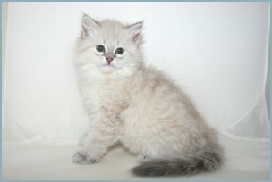 Female Siberian Kitten from Deedlebug Siberians